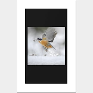 Nuthatch in flight Posters and Art